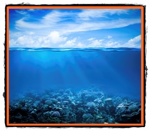 Mediul oceanic organisme oceanice
